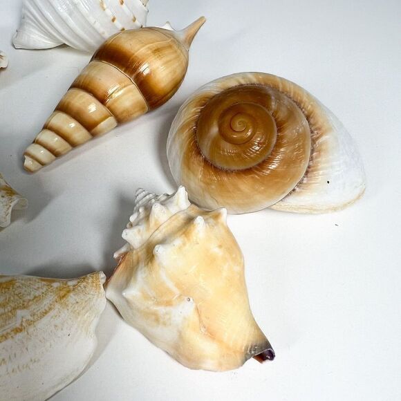 Lot of 10 Sea Shells - Various shapes and sizes - Picture 3 of 12